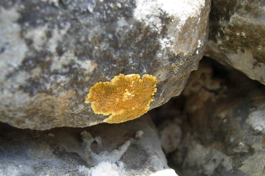 Da Creta: Xanthoria sp e Parmelia sp?